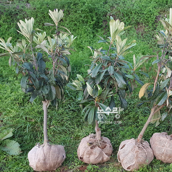 비파묘목,비파나무,비파잎,비파잎차,비파접목2년,완도비파나무.